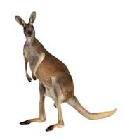 kangaroo